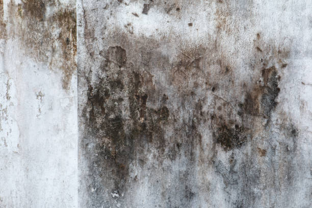 Best Emergency Mold Remediation  in St Andrews, SC